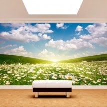 Photo mur murales fleurs marguerites blanches