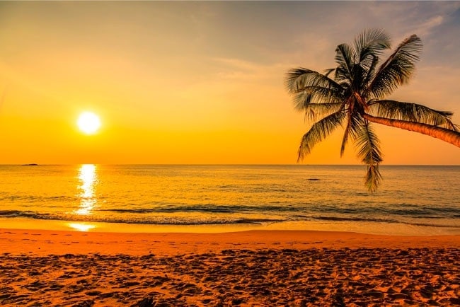 Fonds Décran Palmier Coucher De Soleil Plage