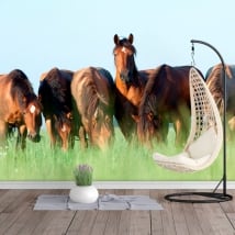 Papiers peints en vinyle chevaux dans le domaine