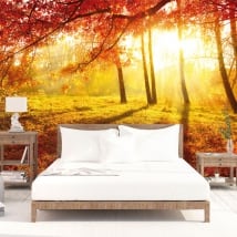 Papiers peints arbres coucher de soleil automne