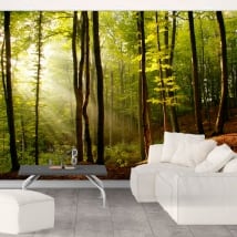Papiers peints arbres forêt coucher de soleil