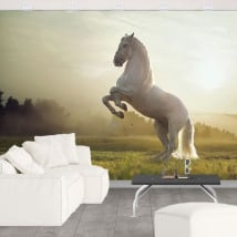 Papiers peints vinyle cheval blanc