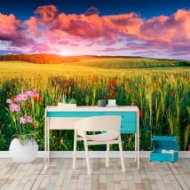 Peintures murales coquelicots sur le terrain au coucher du soleil